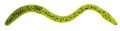 dropshot-lures-drennan-lobworms-e-sox-kolor-2-12_5cm-1szt.jpg