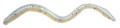dropshot-lures-drennan-lobworms-e-sox-kolor-4-12_5cm-1szt.jpg